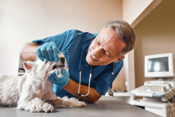 Best Emergency Dental Extractions in Fredericksburg, PA